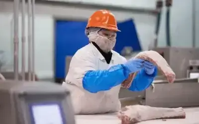 Prairie Fresh worker in protective gear handling pork in a processing facility