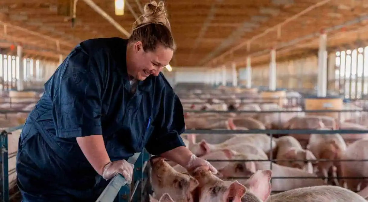 Farm worker interacting with pigs in a large indoor barn facility