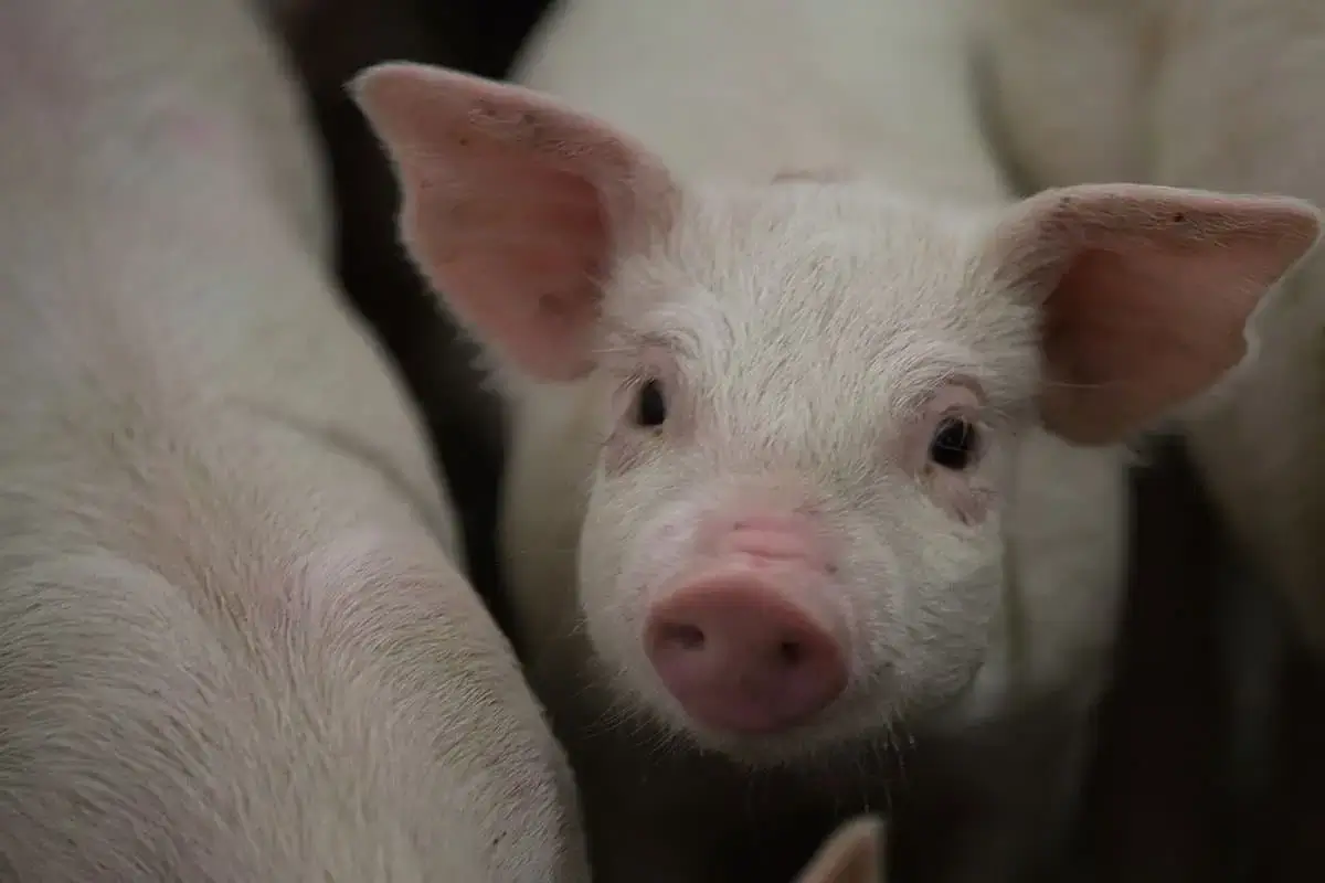 Close-up of a young pig in a barn