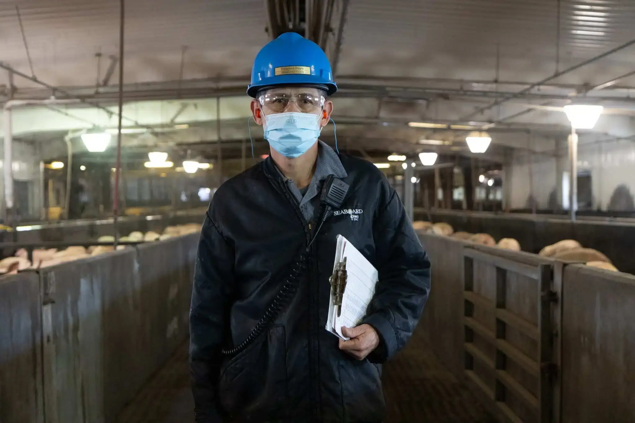 Prairie Fresh employee in protective gear inspecting pigs in an indoor facility